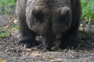 Brown bear, Müritz Bear Park, protection centre for brown bears from zoos, circuses and private