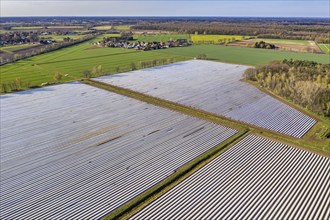 Asparagus fields near village Bröckel, rows covered with plastic foil, Lower Saxony, Germany,