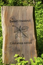 Wooden tree species identification sign for Sweet Chestnut, Castanea Sativa, Dartington Hall