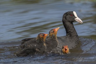 Eurasian burbot (Fulica atra) feeding its chicks. Bas Rhin, Alsace, France, Europe