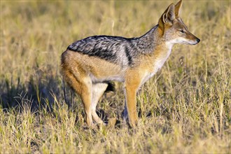 Africa, Botswana, Black-backed Jackal, (Canis mesomelis), Botswana, Botswana, Africa