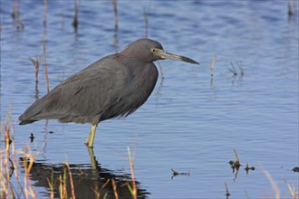 Great Blue Heron, (Egretta caerulea), Black Point Wildlife Drive, Everglades NP, Florida, USA,