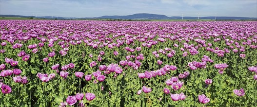 Opium poppy (Papaver somniferum), cultivation of edible poppy, poppy field, Donnersbergkreis,