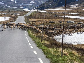 Wild reindeer crossing mountain road, RV 55, Valdresflya plateau, Jotunheimen, Norway, Europe