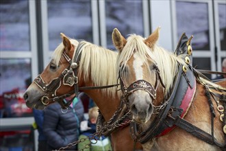 Two horses in harness in front of a crowd of people in an urban environment