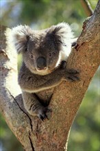 Koala (Phascolarctos cinereus), adult on tree, Kangaroo Island, South Australia, Australia, Oceania