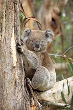 Koala (Phascolarctos cinereus), adult, tree, South Australia, Australia, Oceania