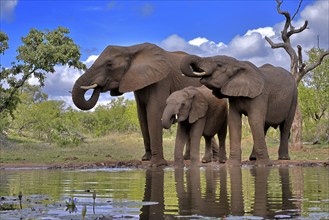 African elephant (Loxodonta africana), adult, female, mother, two young, mother with young, at the