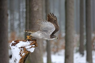 Goshawk (Accipiter gentilis), adult in winter, in the snow, perch, flying away, Zdarske Vrchy,