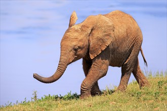 African elephant (Loxodonta africana), young animal, Addo Elephant National Park, Eastern Cape,