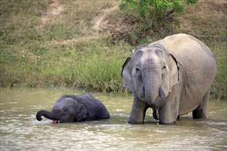 Asian elephant (Elephas maximus maximus), Sri Lanka Elephant, mother with young in water, drinking,