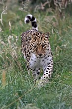 Amur leopard (Panthera pardus orientalis), adult stalking, vigilant