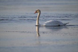 Mute swan (Cygnus olor), evening light, Bagges Dæmning, Ringkøbing Fjord, Denmark, Europe