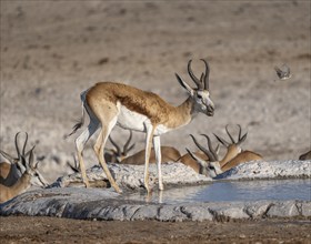 Springbok (Antidorcas marsupialis) at a waterhole, Nebrowni Waterhole, Etosha National Park,