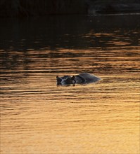 Hippopotamus (Hippopatamus amphibius) in the water at sunset, adult, Sabie River, Kruger National