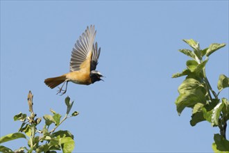 Common redstart (Phoenicurus phoenicurus), male, in flight with dynamic wing movements over green