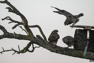 Little owls (Athene noctua), feeding young animals, Emsland, Lower Saxony, Germany, Europe