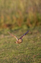 Little owl (Athene noctua), flying, Emsland, Lower Saxony, Germany, Europe