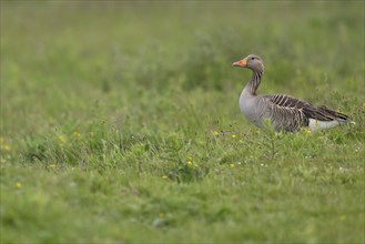 Greylag goose (Anser anser), Hauke-Haien-Koog nature reserve, North Frisia, Schleswig-Holstein,