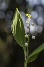 Lily of the valley (Convallaria majalis), Emsland, Lower Saxony, Germany, Europe