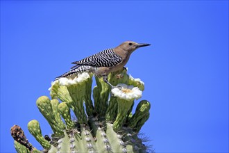 Gila woodpecker (Melanerpes uropygialis), adult, male, on Saguaro cactus flower, foraging, Sonoran