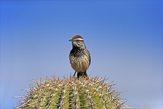 Cactus wren (Campylorhynchus brunneicapillus), adult, on saguaro cactus, Sonoran Desert, Arizona,