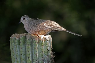 Inca dove (Columbina Inca), adult, on cactus, Sonora Desert, Arizona, North America, USA, North