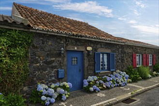 Former whaler's stone house with blue shutters and door, hydrangeas along the street, traditional