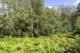 Silver birch trees Betula pendula and bracken growing in nature reserve, Bromeswell Green, Suffolk,