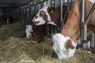 Dairy cows (Simmental Fleckvieh) in a dairy farmer's barn