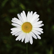 Low-nutrient meadow daisy Low-nutrient meadow daisy (Chrysanthemum leucanthemum), flower against a