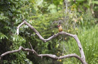 Cranesbill Kingfisher (Pelargopsis capensis) sitting on a branch, Buduruvagala, Uva Province, Sri