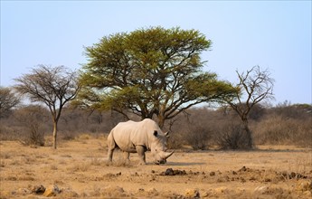 Southern white rhinoceros (Ceratotherium simum simum), rhino in the evening light, Khama Rhino