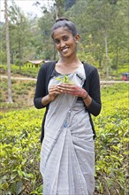 Sri Lankan woman, 22 years old, with tea in hand on a tea plantation, Ramboda, Nuwara Eliya,