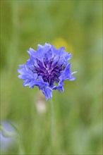 Cornflower (Centaurea cyanus), blue flower at the edge of a field, Wilnsdorf, North