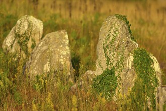 Neolithic menhirs, standing stones in Carnac overgrown with ivy (Hedera helix), Carnac, Quiberon,