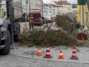 Tree work, Königinstrasse, Munich, Bavaria, Germany, Europe