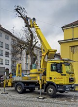 Tree work, Königinstrasse, Munich, Bavaria, Germany, Europe