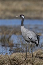 Common crane (Grus grus), Hornborga, Sweden, Europe