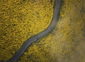 Aerial view of road with red car among yellow Cytisus blooming shrubs near Pico do Arieiro,