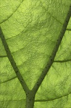 Close-up of a green leaf with visible veins