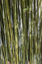 Dense bamboo forest with many green stalks