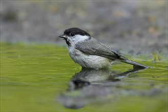 Marsh tit (Poecile palustris, Parus palustris) bathing in shallow water of pond, rivulet