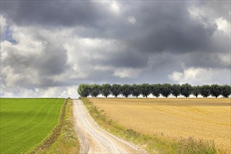 Country road, dirt road and row of white willows (Salix alba) trees along wheat field in summer on