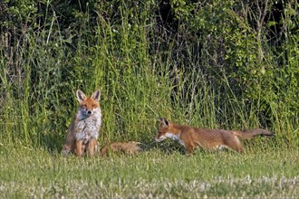 Red fox (Vulpes vulpes) female, vixen with juvenile foraging in grassland, meadow at forest's edge