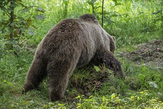 Brown bear covering prey with leaves, soil, grass and forest debris in thicket of wood to return