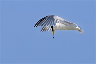 Little tern (Sternula albifrons, Sterna albifrons) in breeding plumage in flight hovering above sea