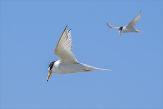 Two little terns (Sternula albifrons, Sterna albifrons) in breeding plumage in flight against blue