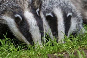 European badger (Meles meles), close-up of four months old cub searching for earthworms and insects