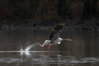 Greylag goose, graylag goose (Anser anser) taking off from water surface of lake